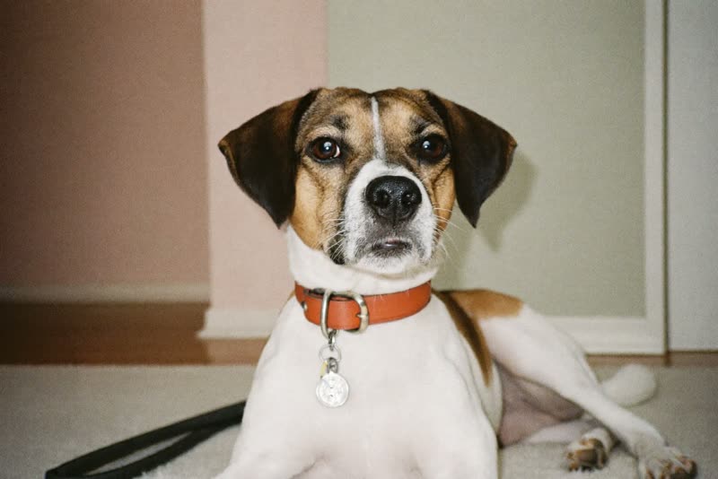 A dog settled on a blanket with its toys in a home setting