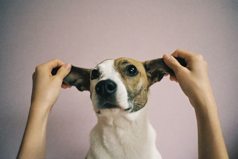 A dog being gently brushed by hand