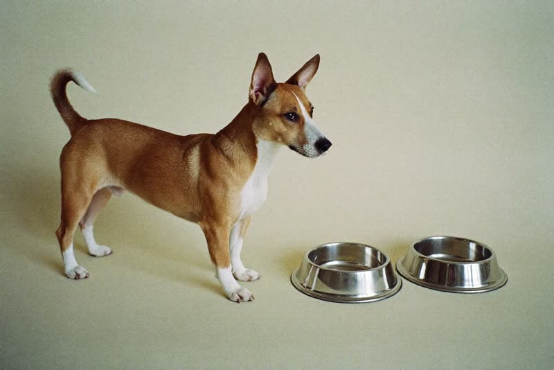 A dog beside its feeding bowls at mealtime