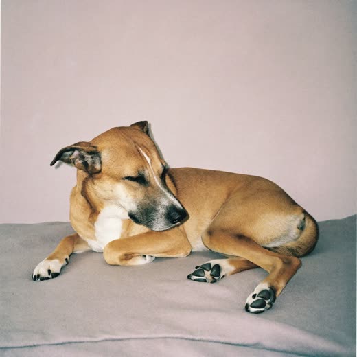A settled dog resting calmly during a home boarding stay